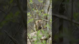 Cute Squirrel Shelling Nut On A Tree Above Beaver Dam