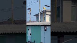 PUBLIC STREET LAMP BANGKOK THAILAND