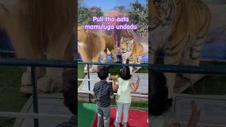 Puli tho adukovalanukunte khel katham dukanam bund #trending #shortsfeed #viralvideo #tiger #shorts