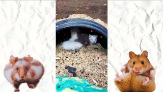 Compilação De Vídeos  De Hamsters (AMIGOVOS) Hamster Fazendo Coisas Engraçadas #shorts