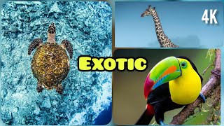 🐠EXOTIC ANIMALS compilation #1 | funny animals