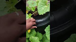 ककडी को बकेट मे उगाये |Cucumbers in bucket in deep water culture #hydroponics #hydroponics #garden