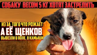 СОБАКУ ВЕСОМ 5 КГ ХОТЯТ  ЗАСТРЕЛИТЬ 😱 | А ЕЕ ЩЕНКОВ  ВЫВЕЗЛИ В КАМЫШИ ГДЕ НЕТ ЛЮДЕЙ😔