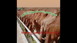 Beauty of Sahiwal cow | red gold of Pakistan | DMJ