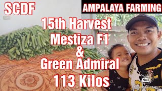 Ampalaya/Bitter Gourd Farming || 15th Harvest of Mestiza F1 and Green Admiral