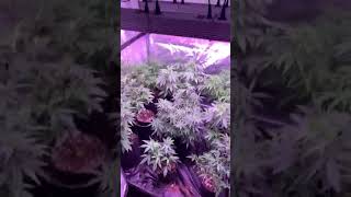 FECiDA Newest 300W led grow light LEGO series used for a 4'x4' grow tent provided by Travis