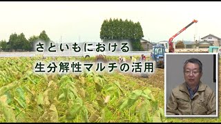 さといも栽培における生分解性マルチの活用