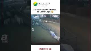 ANIMAIS BRINCANDO DE CABRA CEGA🤣 #memes #humor #shortvideo #shorts