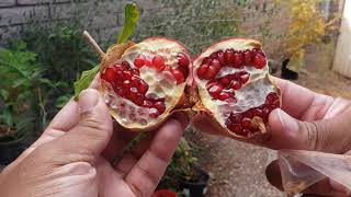 Fall 2020 Pomegranate Harvest | Lesson's Learned