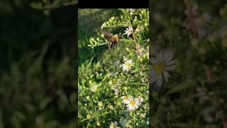 Flower bends under the weight of a bee