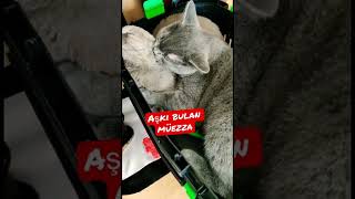 Britishshorthair cinsi kedimiz  müezza aşkı buldu. Cat love