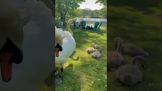 Rest day! Just hanging out with our feathered neighbors #shorts #swans #cycling #longisland