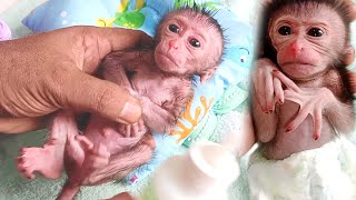 newborn baby monkey milk bottle..