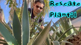 Rescatando un agave y pido plantas. Mi colección de agaves #jardin #suculentas #cactus #agaves