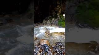 Umbrella waterfall Abbottabad #Shorts