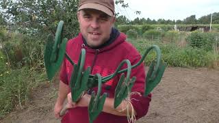 Blühmischung  abmähen und neu aussäen 2.0 👨‍🌾💚🌻 / Besuch bei den Küken 🐥