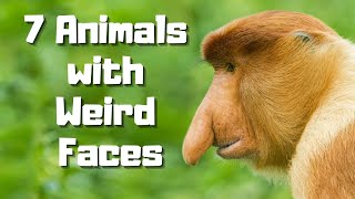 7 ANIMALS WITH WEIRD FACES