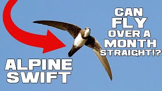 The FOREVER Flyer - Alpine Swift - Animal a Day