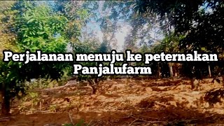 Perjalanan menuju ke peternakan Panjalufarm.