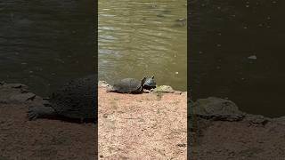 Hanging out by the duck pond