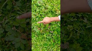 #viralvideo #viralshorts #leaf #mimosa #plants #fun #funny #funnyvideo #enjoy #greenscreen #green