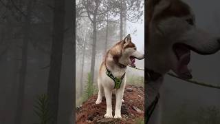 Buffy full enjoy #dog #viralshort #video  #youtubevideo