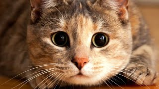 The Cat Parasite That Can Control Your Mind