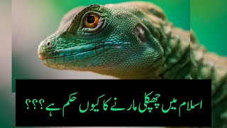 chipkali ko marna kasa hai ||islam me chipkali ko marna kaisa hai|| lizard ko marna in islam