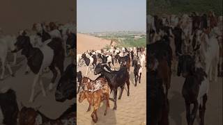 كان الناس في القرية يأخذون الماعز #animals #tharwildlife #nature #viralvideo