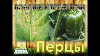 Перцы Защита от болезней и вредителей КРАТКО, но ЁМКО!