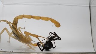 Scorpion And Black Widow Use Their Abilities To Defend Themselves (Warning: May be disturbing)