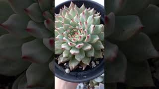 Echeveria Cuspidata var. Gemmula