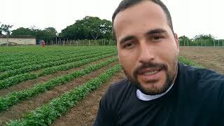 Como colher coentro mais rápido? Adubação, espaçamento, produção de muda e muito mais. #agricultura