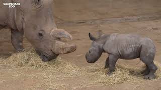 Baby rhino born at Whipsnade Zoo