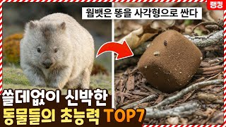 똥을 사각형으로 싼다고!? 쓸데없이 신박한 동물들의 특이한 능력 TOP7