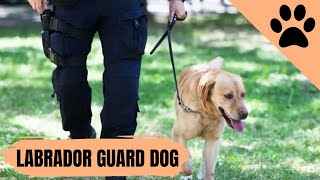 How To Train A Labrador To Be A Guard Dog