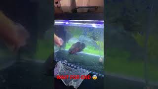 OSCAR FEDDING PART 05 SMALL FISH VS OSCAR FISH #shorts #viral #fish #aquarium #oscarfish #feeding