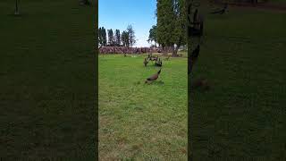 Peahen and chick's at Petersen Rock Garden