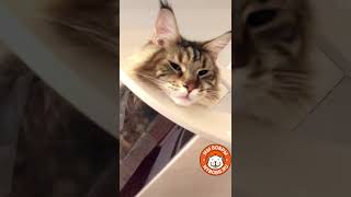 Зздорово иметь свой уютный уголок от Мы Бобры #котодром #cat #котомебель