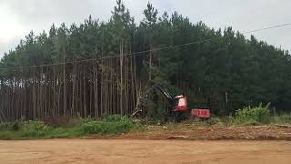 com mó derrubar uma floresta em minutos