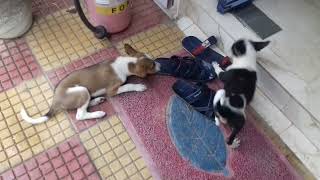 5 Minutes of Adorable puppies playing