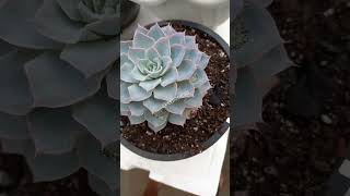 Echeveria Subsessilis             #echeveriasubsessilis