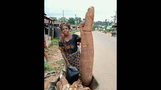 World Biggest Yam in history.