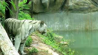 The Majestic White Tiger: A Rare and Endangered Species