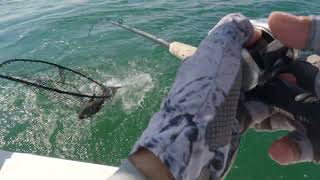 Catching BIG Cobia and Bluefish Virginia Beach Late Summer In The Chesapeake Bay CBBT 09-11-2024