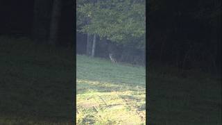 This coyote thought he was slick. #foxpro #coyote #hunting #wildlife #animals #shorts