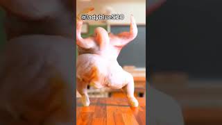 the featherless chicken dance;so funny #chicken #chickendance #funnychicken #shorts #@Ladyblue520