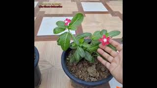 Hybrid Vinca को बारिश में कैसे बचाएं #song #vinca #monsoon #foryou #gardening#bts #kpop #shortsfeed