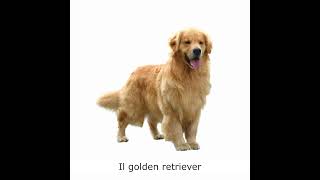 Il golden retriever