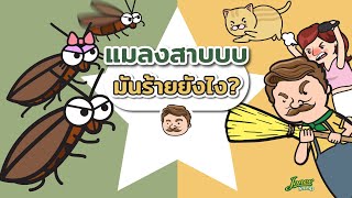 แมลงสาบบบบ มันร้ายยังไง?